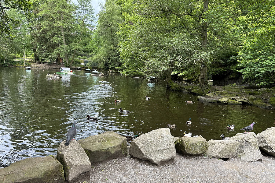 enten-füttern-badwildbad