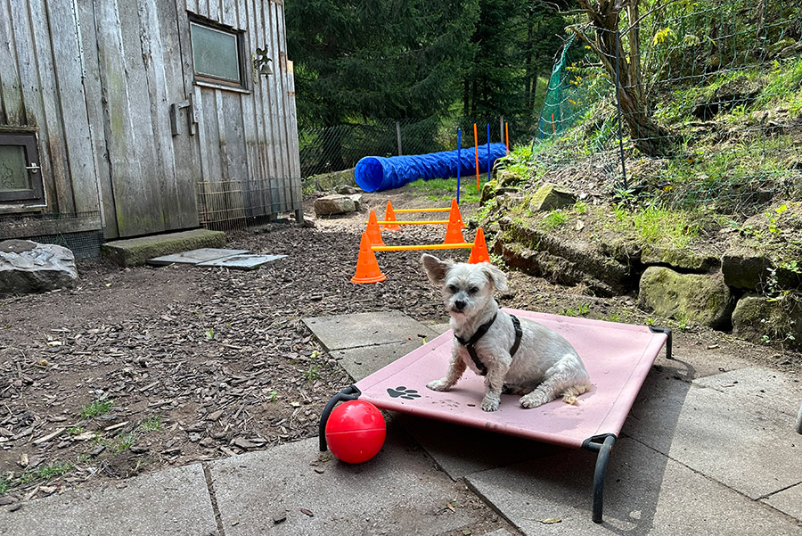 Hundespielplatz zum toben und spielen